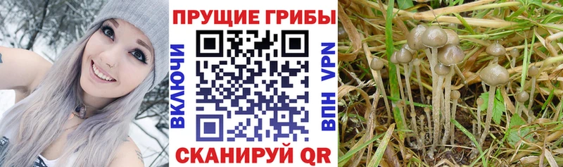Купить где  Алексин  Галлюциногенные грибы GOLDEN TEACHER 